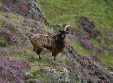 Goat trophy hunting continues years after Scottish Government review vow 1