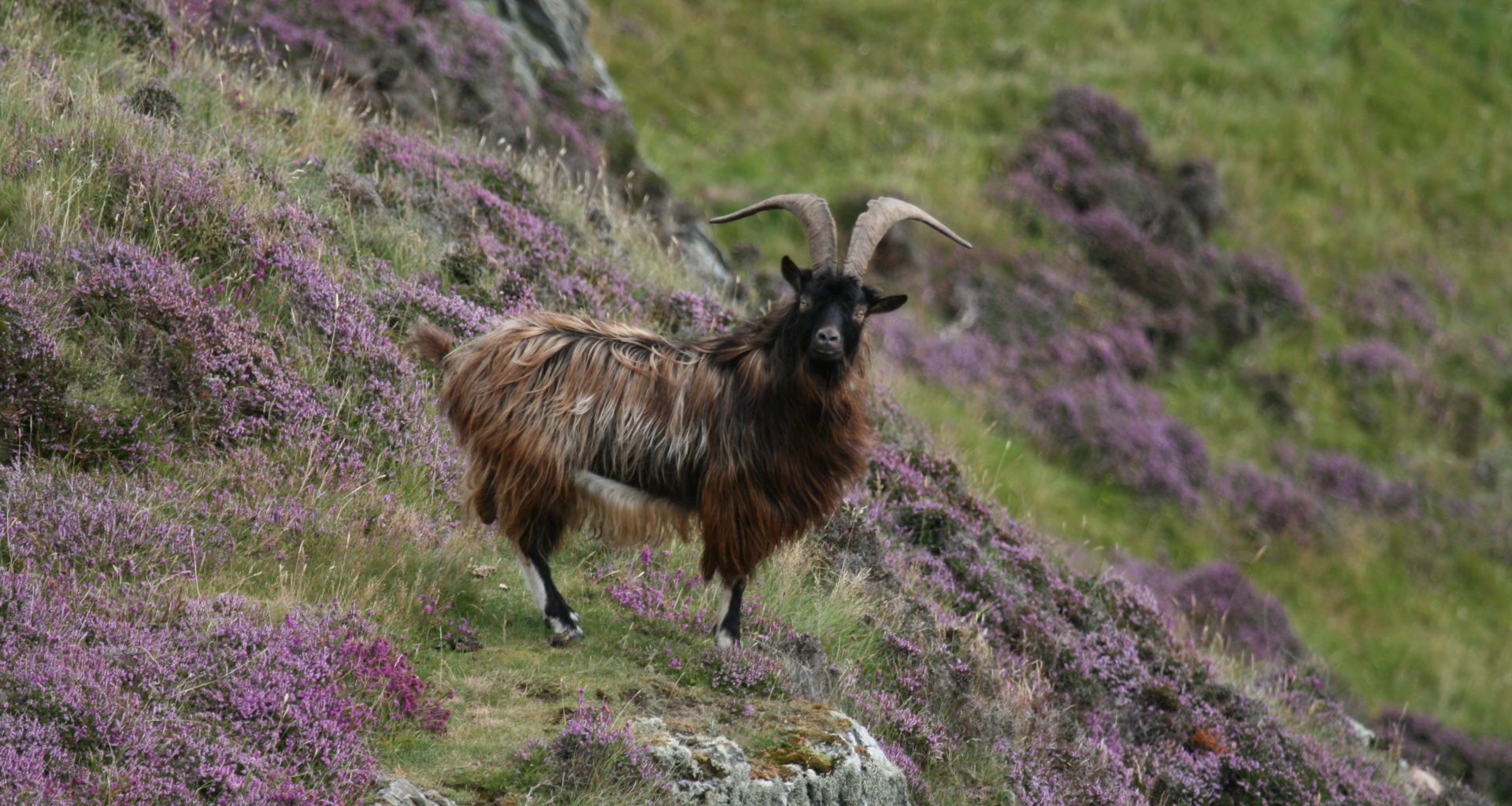 Goat trophy hunting continues years after Scottish Government review vow 4