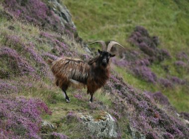 Goat trophy hunting continues years after Scottish Government review vow 11