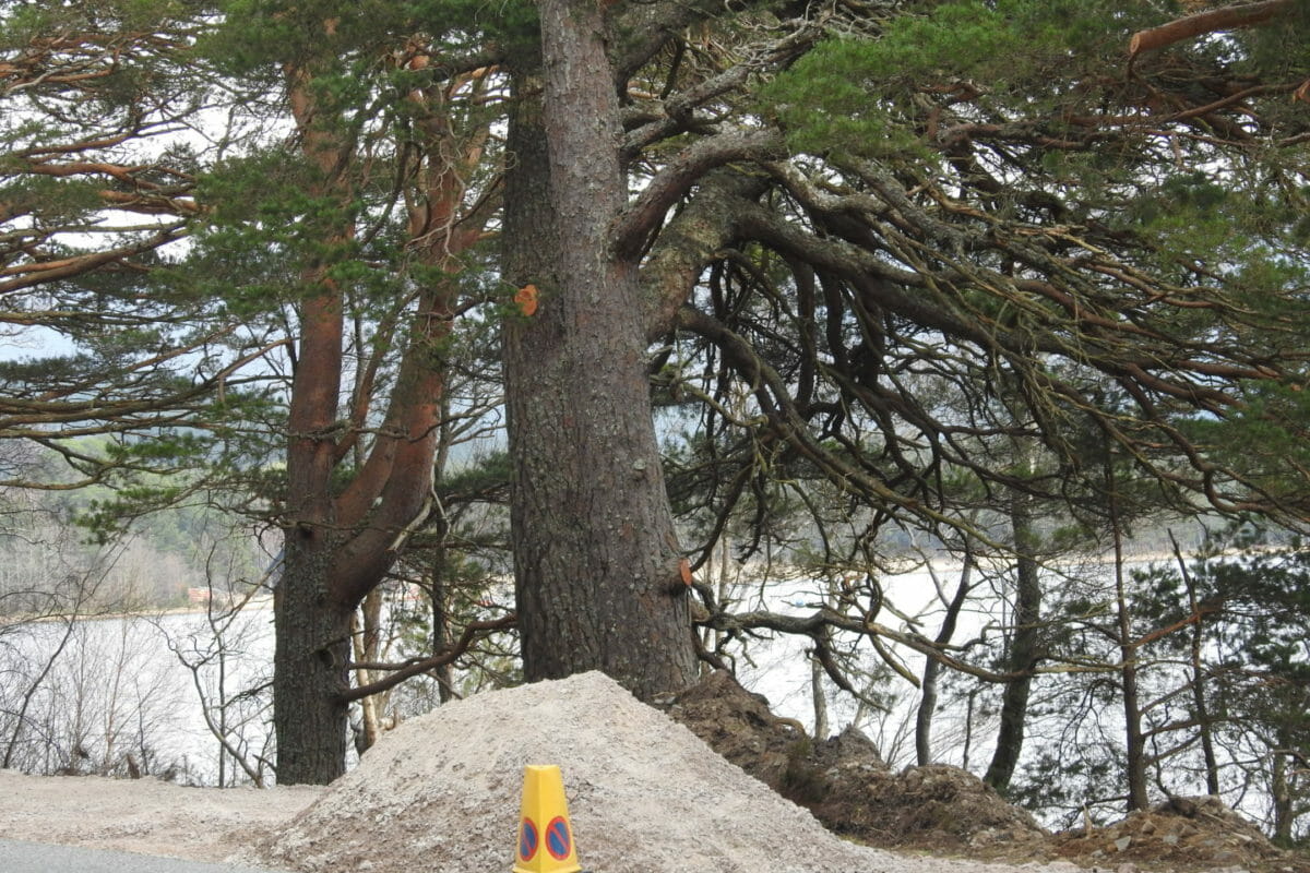 Highland council accused of causing 'potentially criminal' damage to native forest 6
