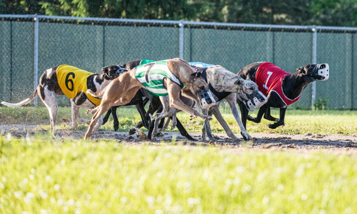 Scottish Animal Welfare Commission opposes greyhound track