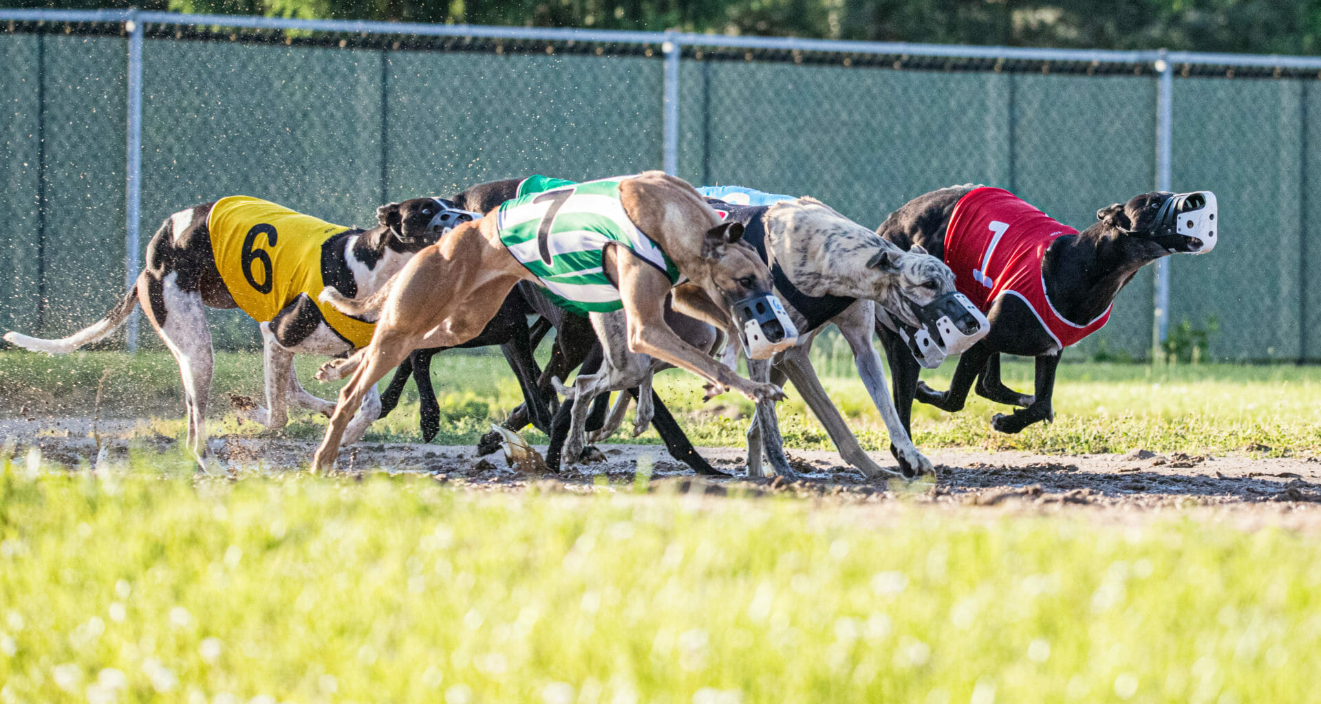 Scottish Animal Welfare Commission opposes unlicensed greyhound track 7