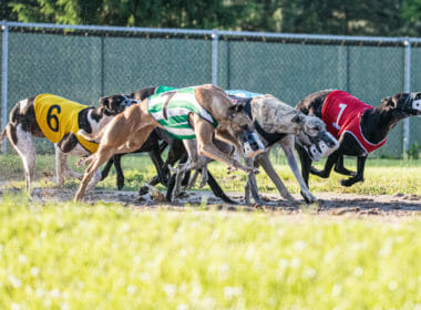 Scottish Animal Welfare Commission opposes unlicensed greyhound track 9