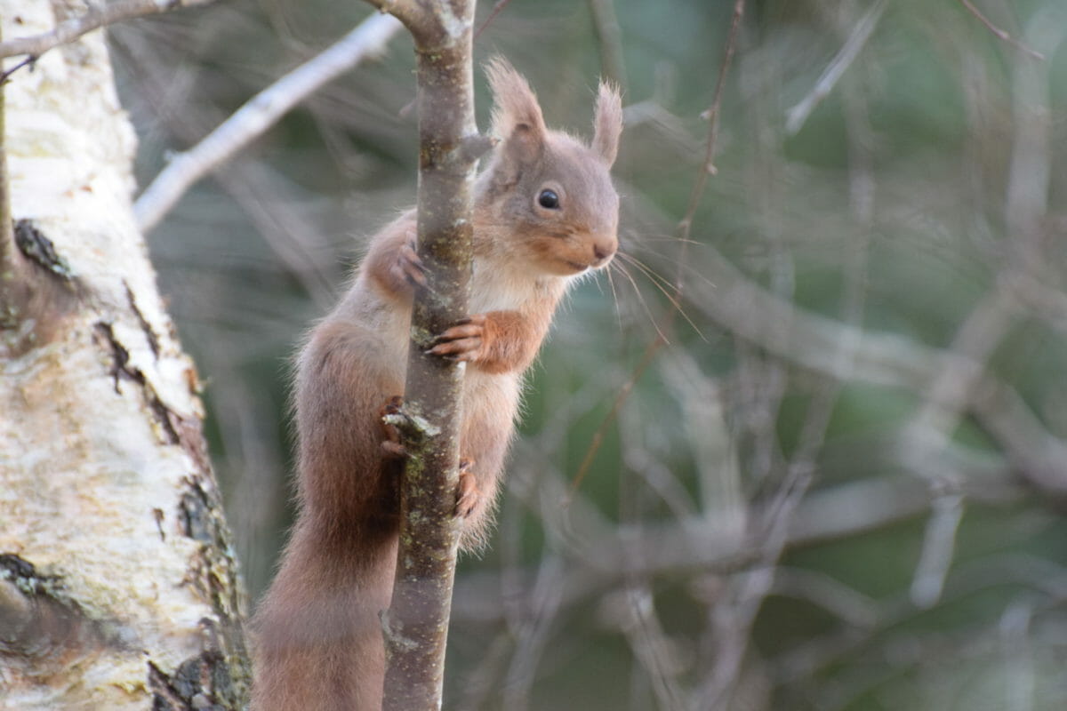 red squirrel