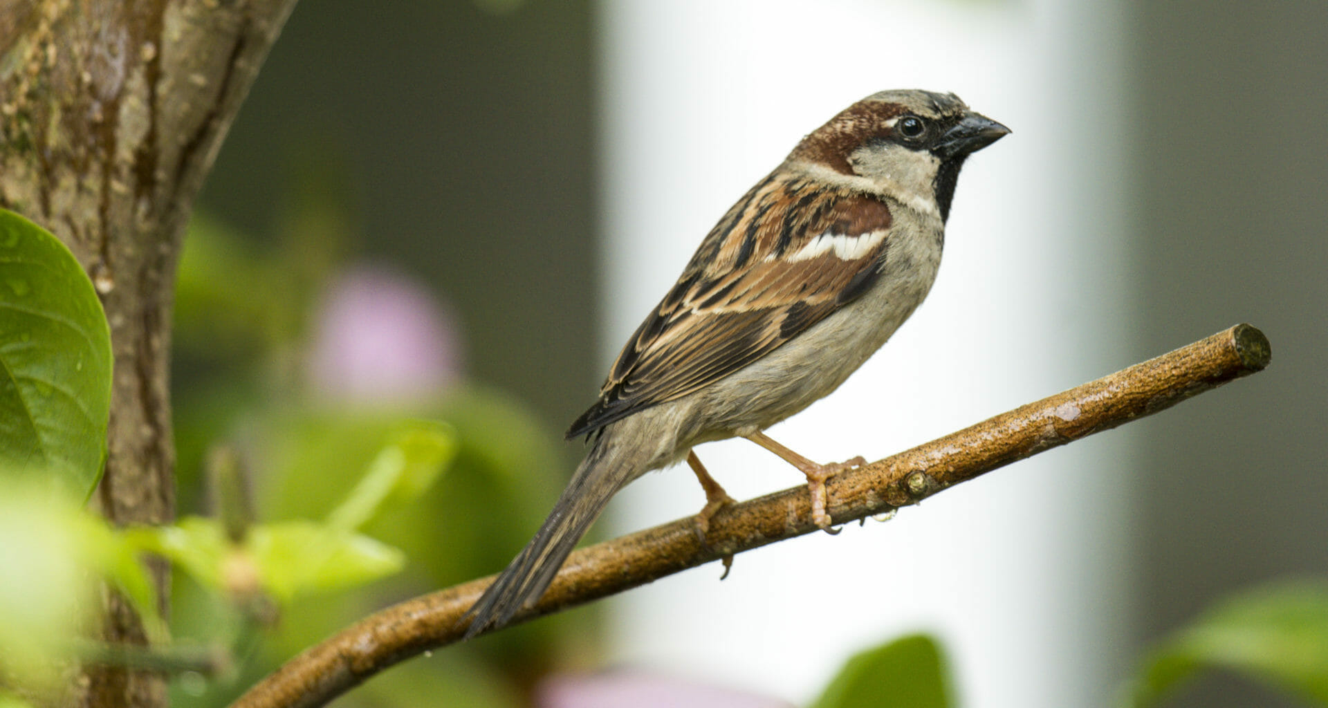 Animal rights groups condemn crude oil experiments on sparrows 3