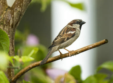 Animal rights groups condemn crude oil experiments on sparrows 6