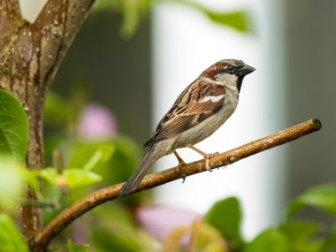 Animal rights groups condemn crude oil experiments on sparrows 33