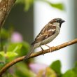 Animal rights groups condemn crude oil experiments on sparrows 16