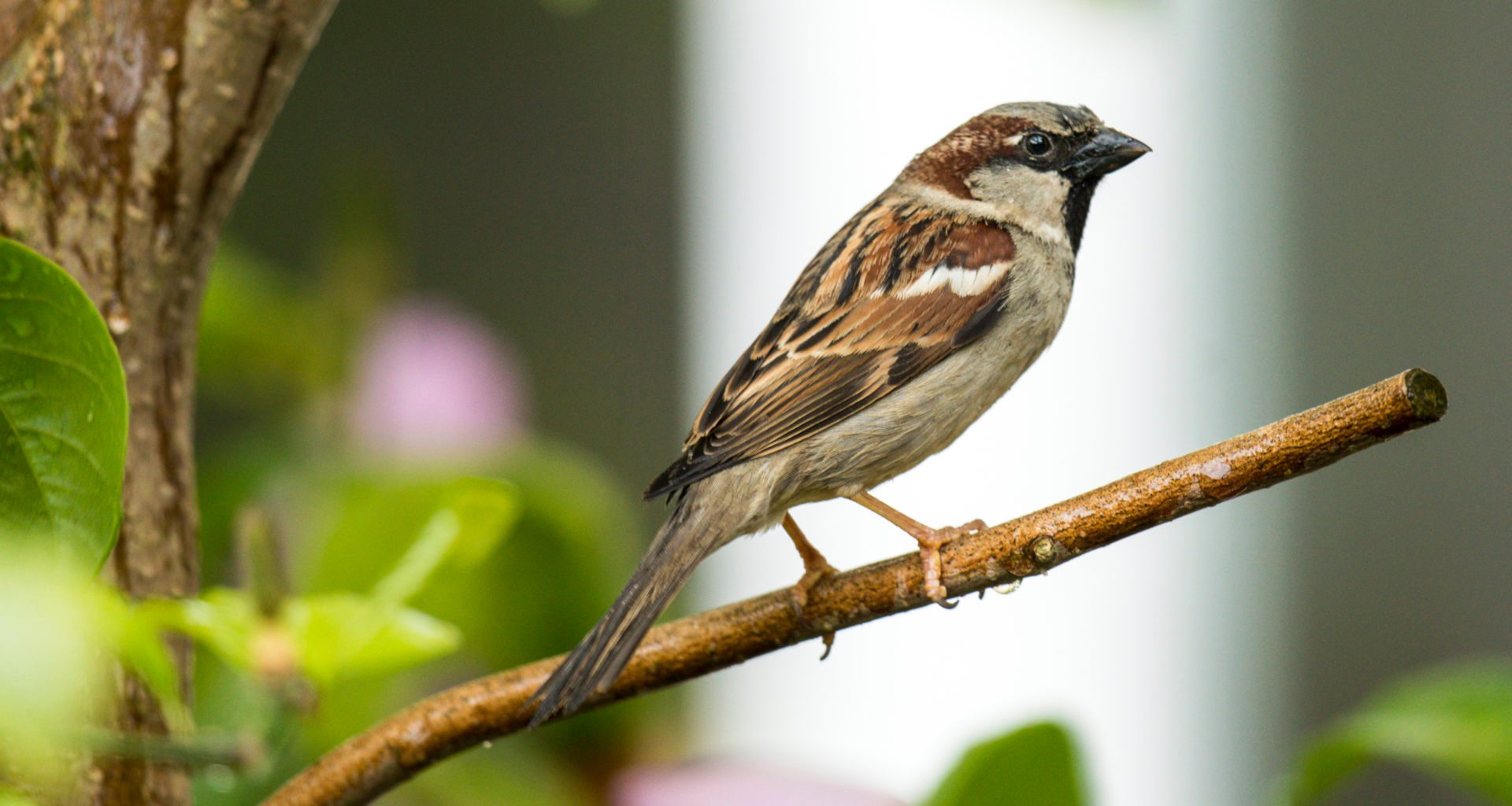 Animal rights groups condemn crude oil experiments on sparrows 7
