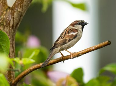 Animal rights groups condemn crude oil experiments on sparrows 8