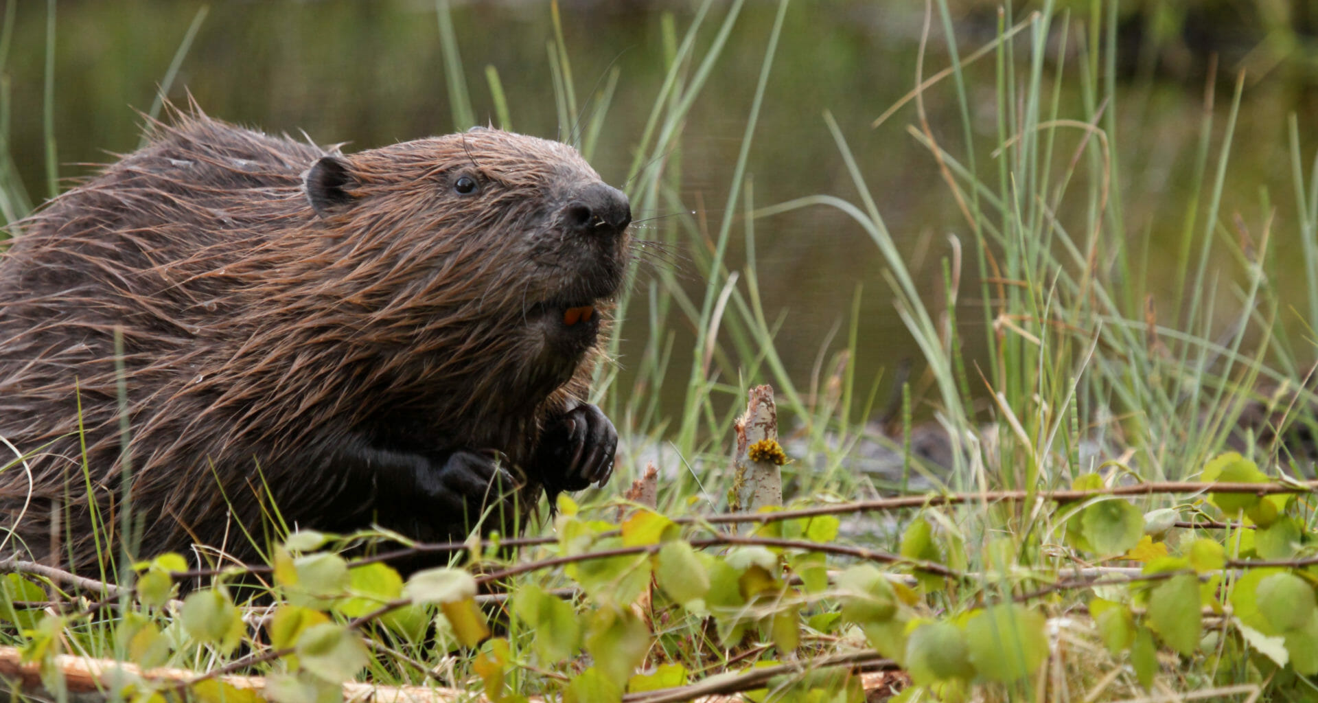Beavers to be relocated to three new sites in Scotland 3