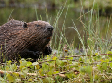 Beavers to be relocated to three new sites in Scotland 1