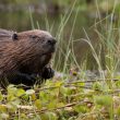 Beavers to be relocated to three new sites in Scotland 9