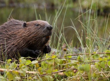 Beavers to be relocated to three new sites in Scotland 4