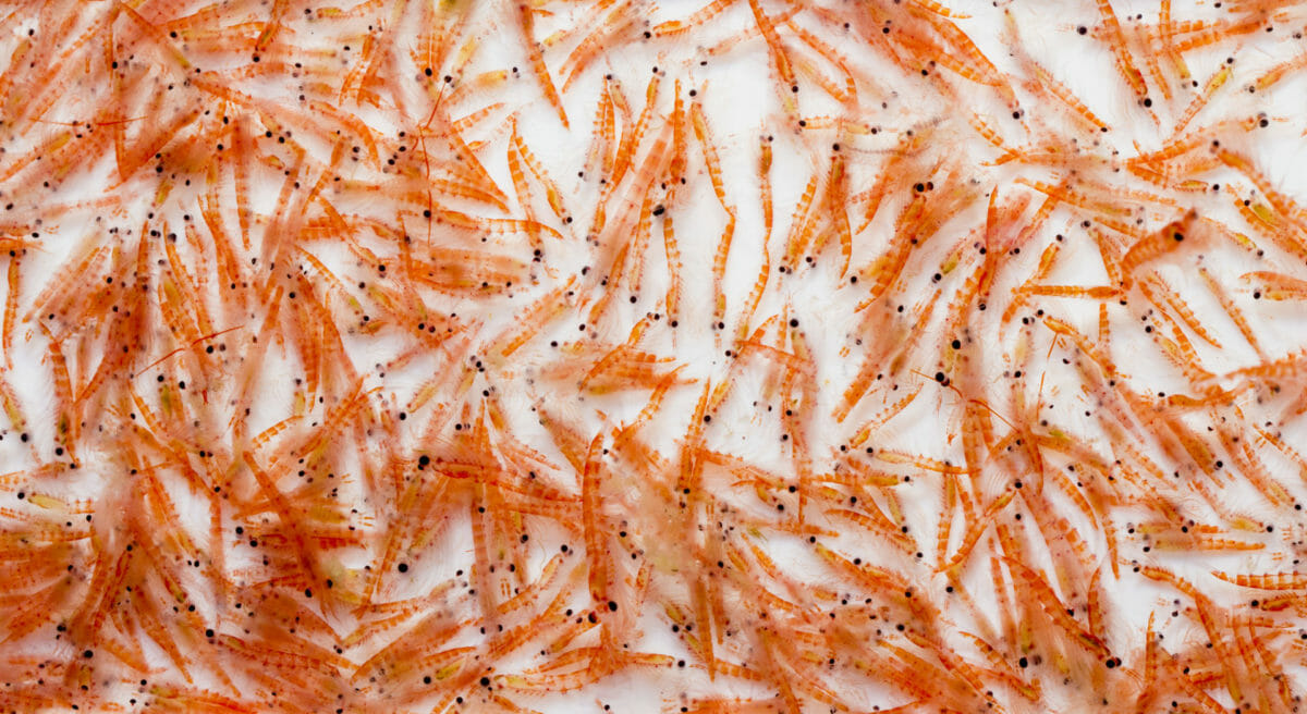 Killing krill: supermarkets and salmon farms under fire 6