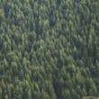'Invasive' sitka spruce threaten Scottish species and habitats, say experts 3