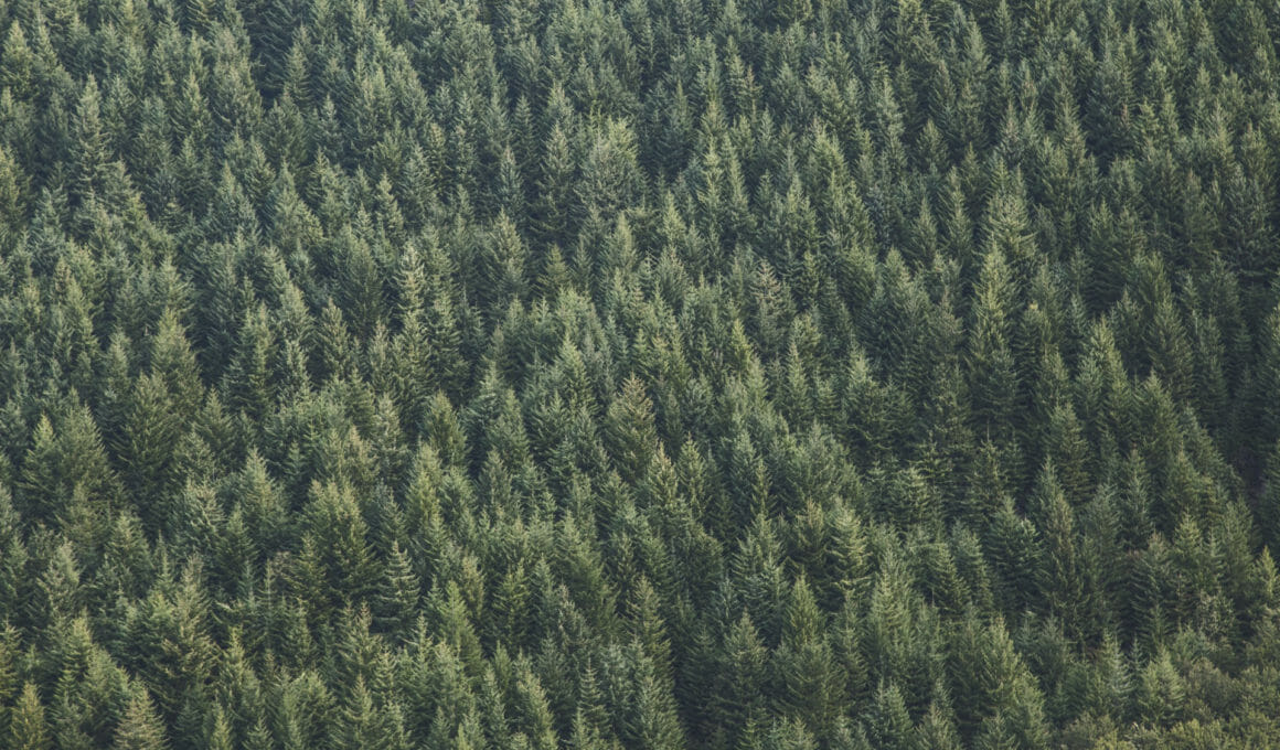 'Invasive' sitka spruce threaten Scottish species and habitats, say experts 5