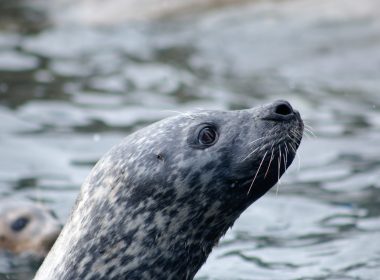 Seals  NatureScot