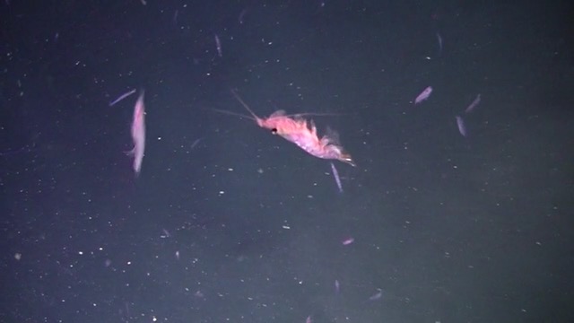 Antarctic krill fishing boosted by fish farming 8