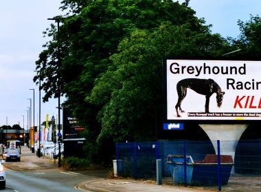 Regulator's complaint over greyhound deaths advert rejected 9