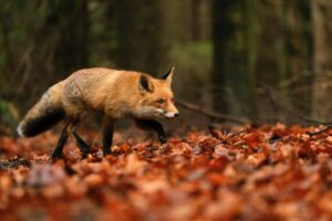 licences kill foxes scotland