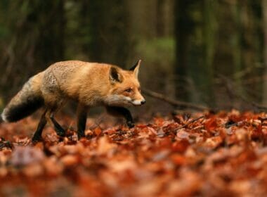 licences kill foxes scotland