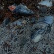 'Illegal' dumping of dead fish in Outer Hebrides continues despite ban vow 7