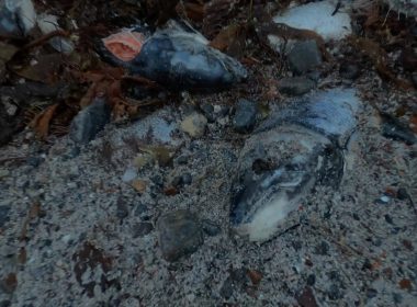 'Illegal' dumping of dead fish in Outer Hebrides continues despite ban vow 3