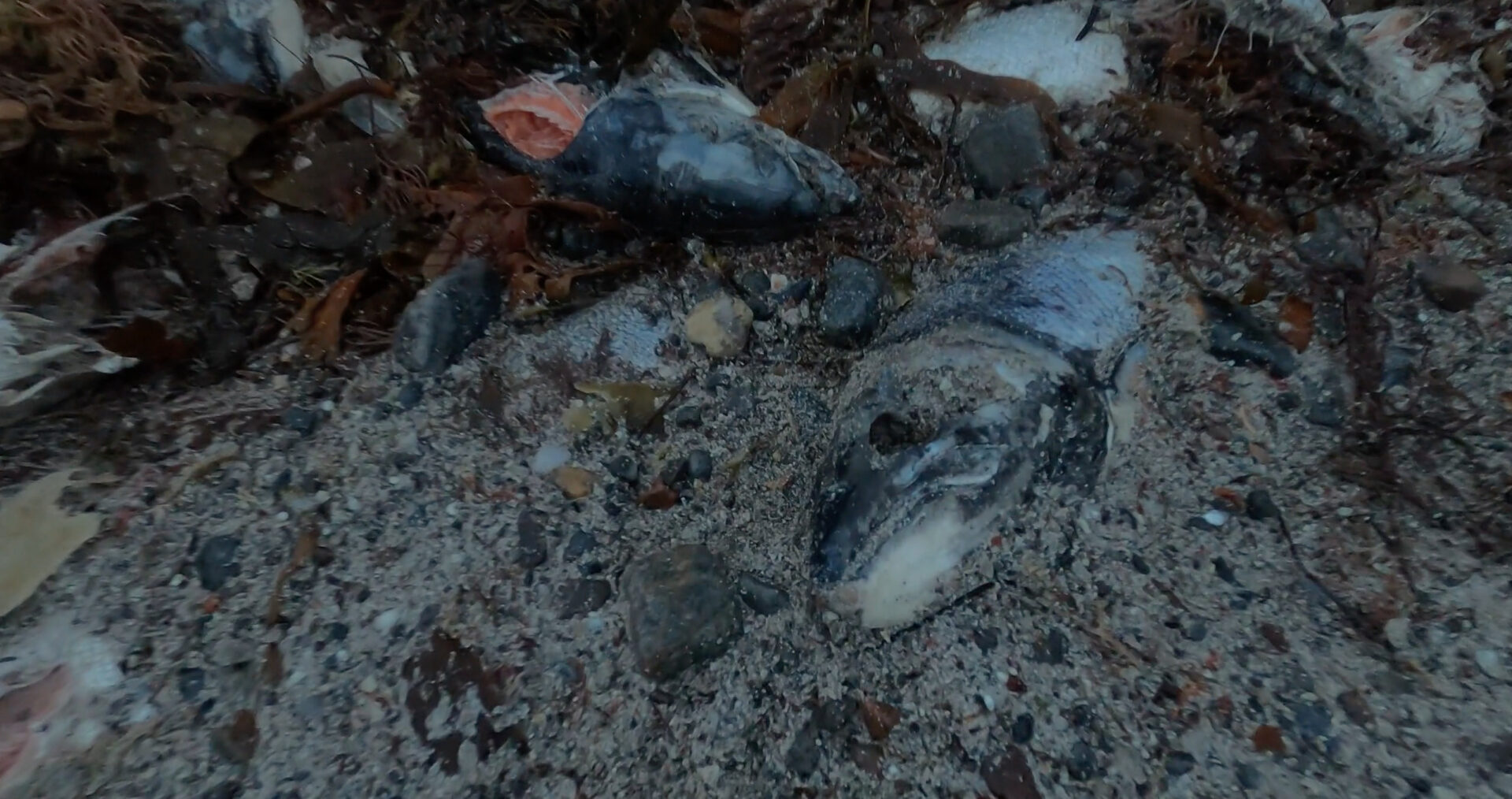 'Illegal' dumping of dead fish in Outer Hebrides continues despite ban vow 5