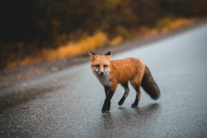 fox hunt law