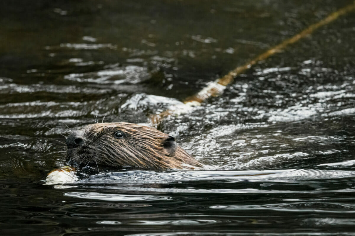 beavers woodland