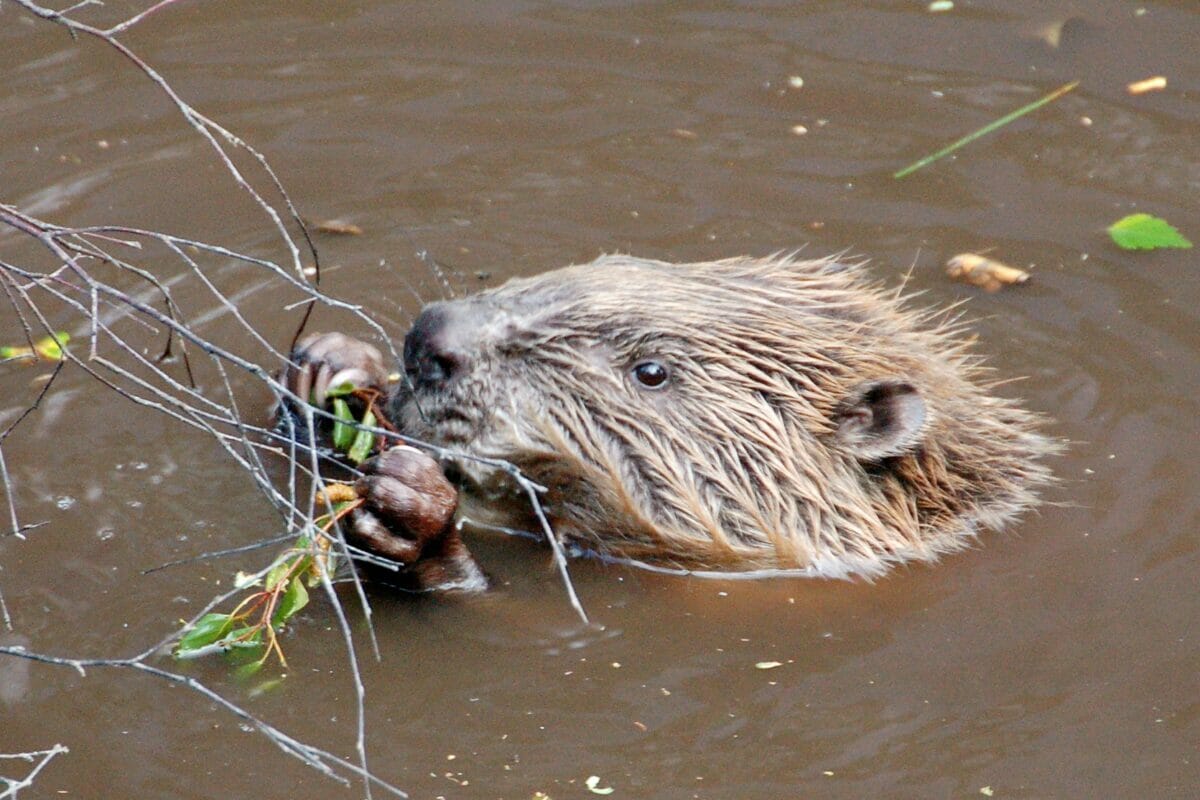 Beavers