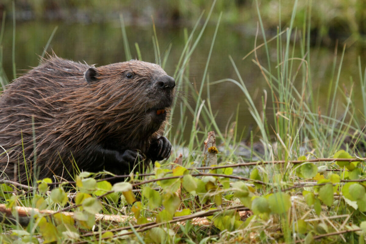 beaver