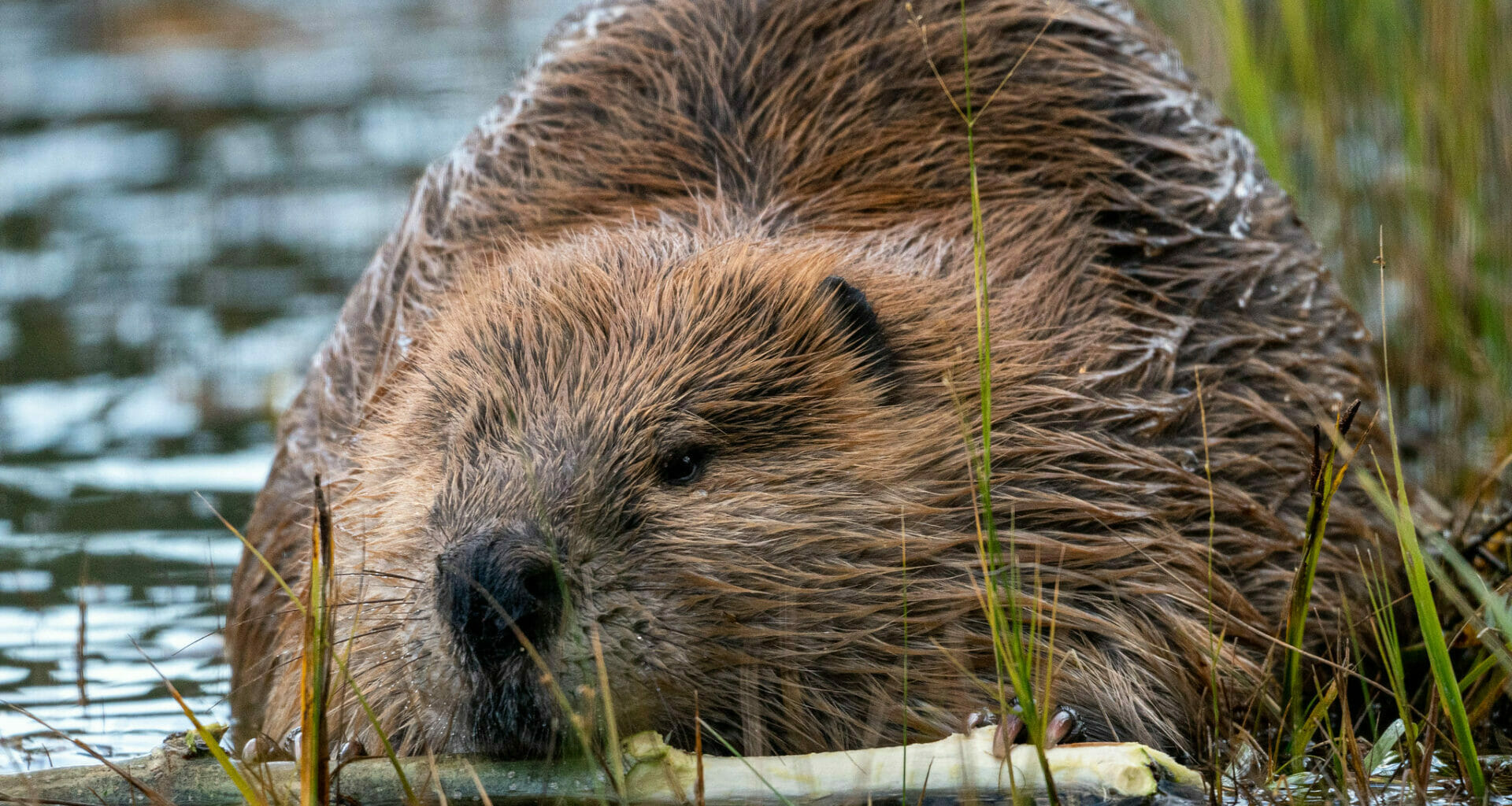 NatureScot failing to enforce humane killing of beavers, say critics 3