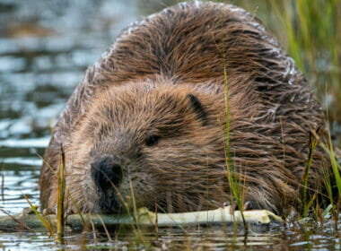NatureScot failing to enforce humane killing of beavers, say critics 5