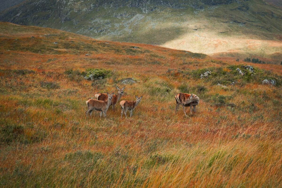 snares deer scotland