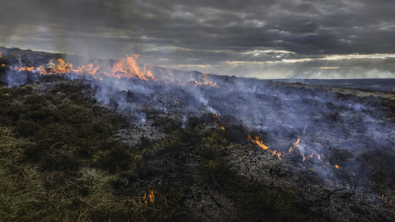Muirburn needs to be licenced whether on grouse moors or not, critics say 3