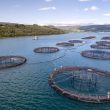 Salmon farm firm fined £800,000 after employee drowned 7