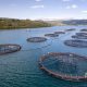Salmon farm firm fined £800,000 after employee drowned 12