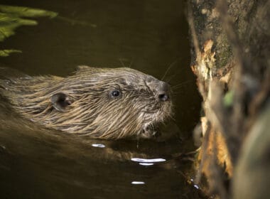 63 beavers shot in Scotland last year 8