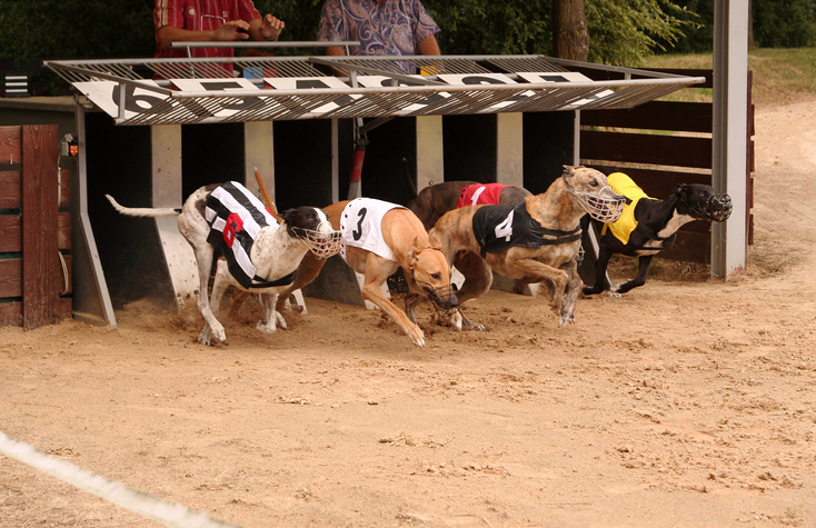 racing greyhounds