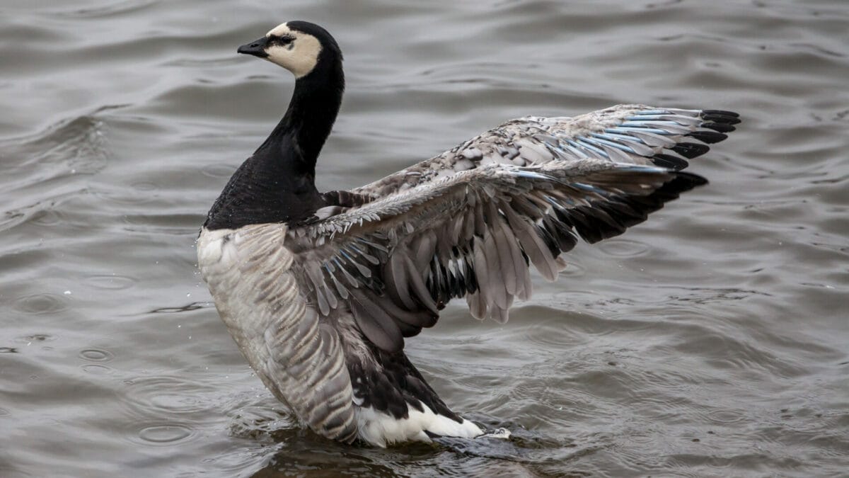 NatureScot killed 57 geese for bird flu tests after UK law confusion 5