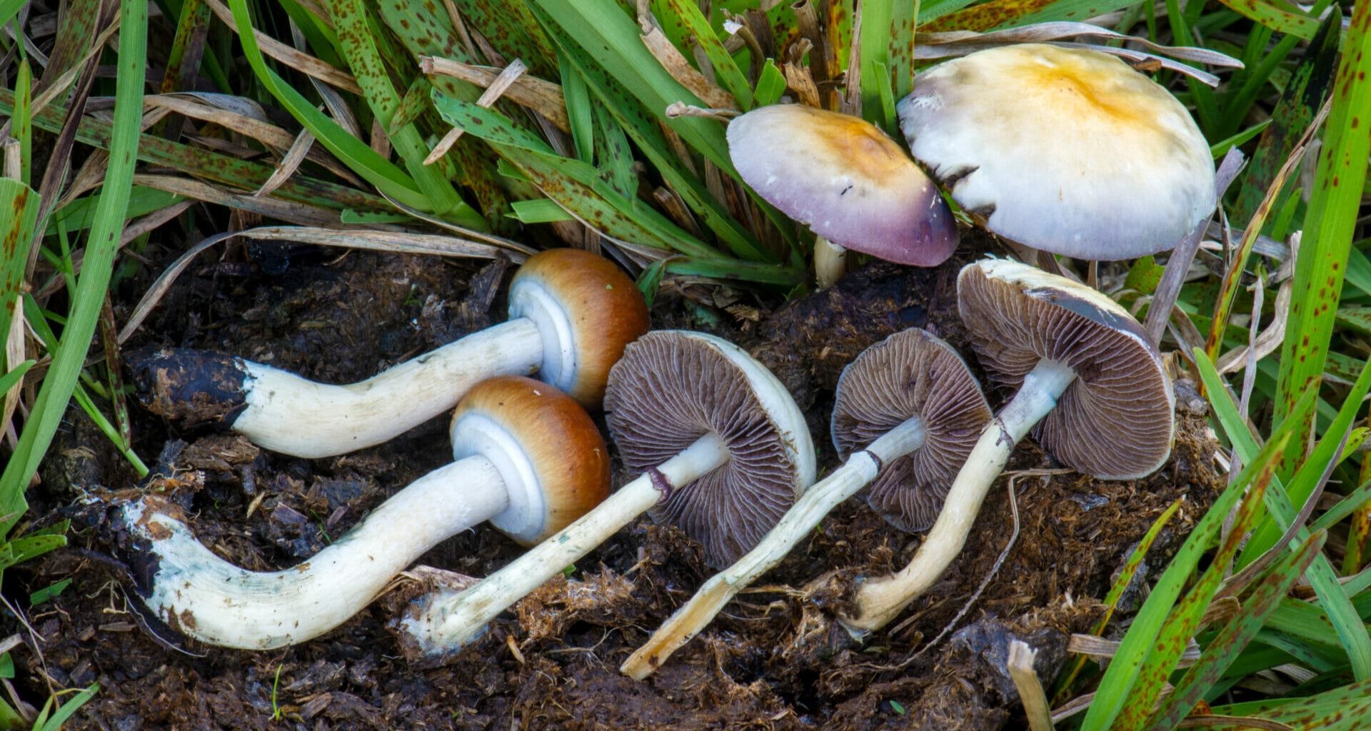 Psilocybe cubensis mushrooms