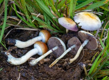 Psilocybe cubensis mushrooms