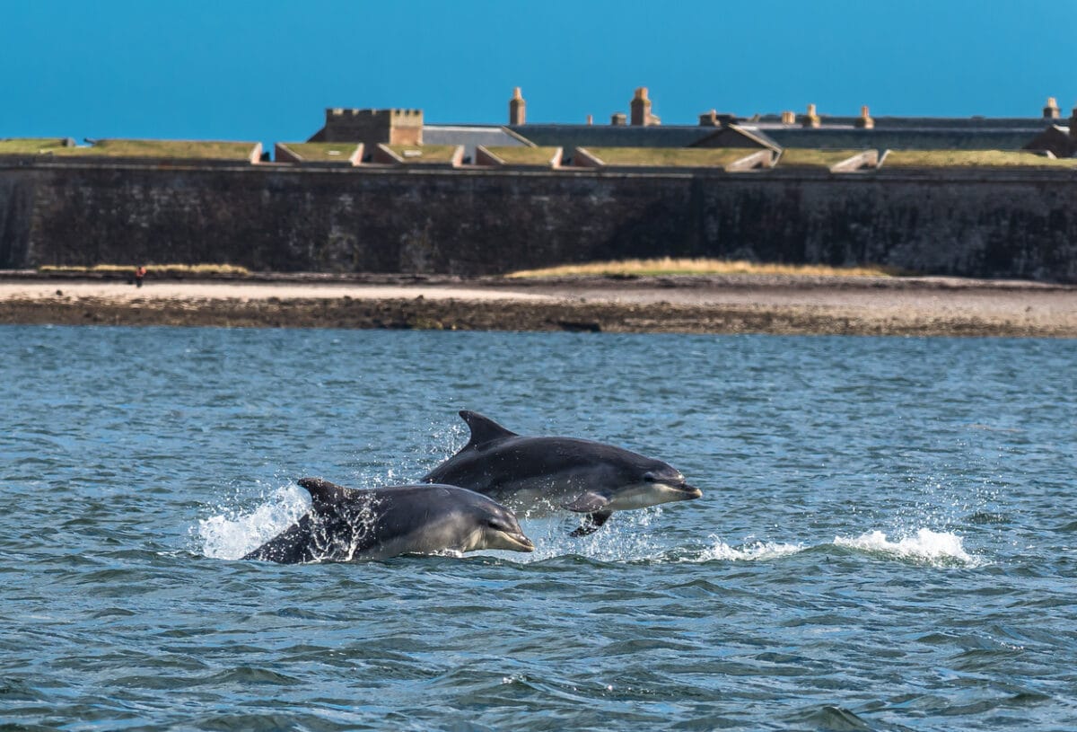 NatureScot condemned for sanctioning tests that will disturb dolphins and whales
