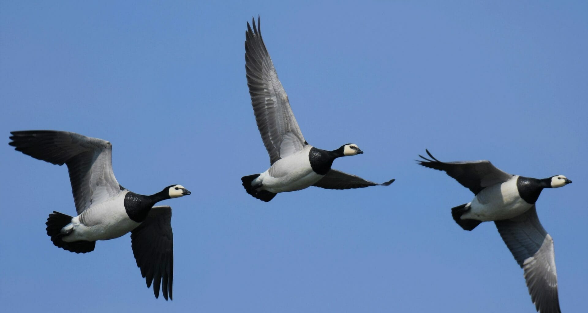 Canada geese shop migration scotland