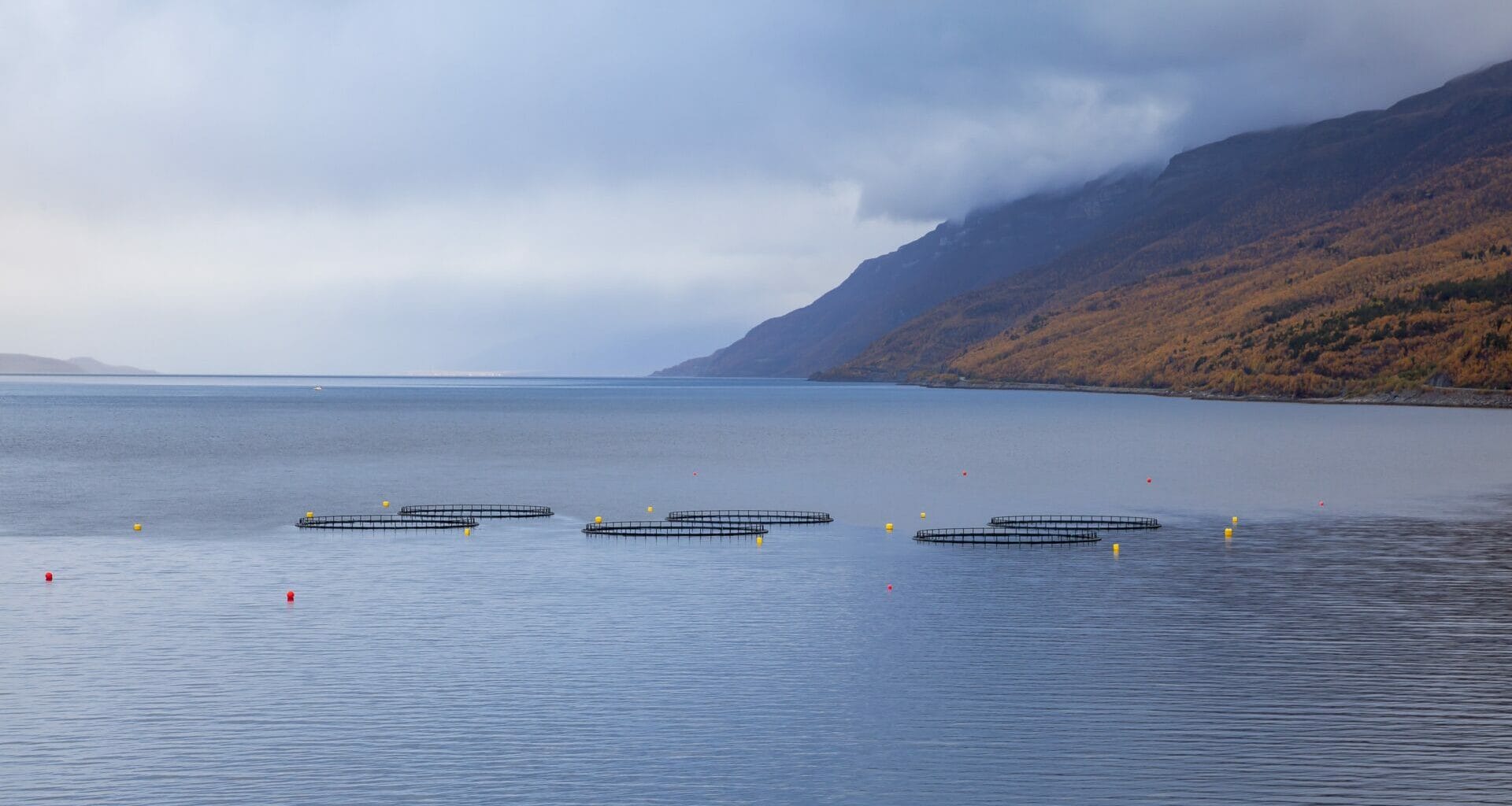 New government 'sustainable' fish farming strategy lacks green targets, say critics 2
