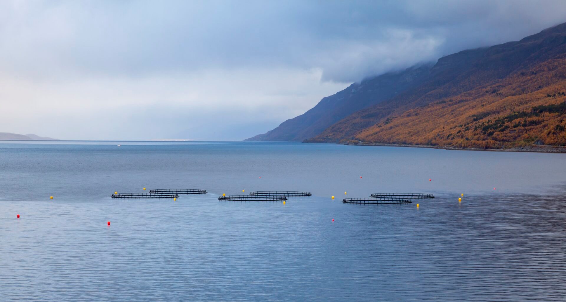 New government 'sustainable' fish farming strategy lacks green targets, say critics 4