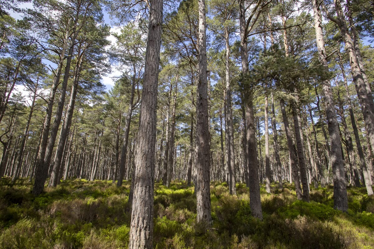 New woodland creation falls to lowest level in five years