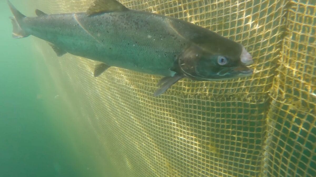 New footage shows deformed salmon at RSPCA-assured fish farm 5